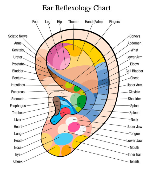 MUSTER2HandReflexologyChartWhite