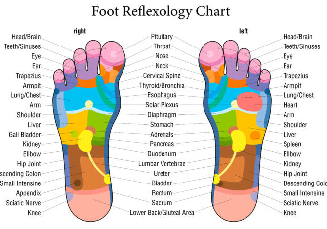 MUSTER-FERTIGFootReflexologyChart